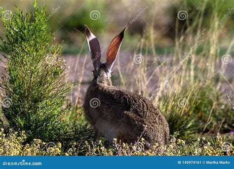 Black-tailed Jackrabbit Displays His Enormous Ears Stock Image - Image ...