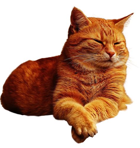 Kitten clipart ginger cat, Kitten ginger cat Transparent FREE for download on WebStockReview 2023