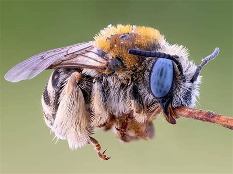 An Overview Of Digger Bees IN New Jersey | Types Of Bees In NJ