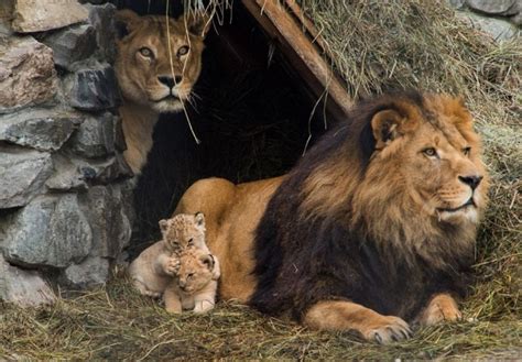 endearing lion family with cubs - Image Abyss