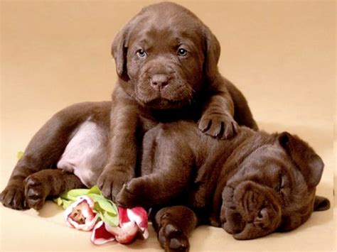 Chocolate Lab Puppies - Image Abyss