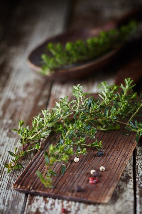 Sprigs of Thyme stock photo. Image of bush, plant, green - 6284362