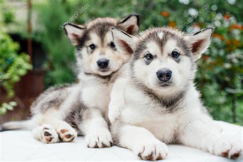 Pics: alaskan malamute puppy | Alaskan malamute puppies playing in ...