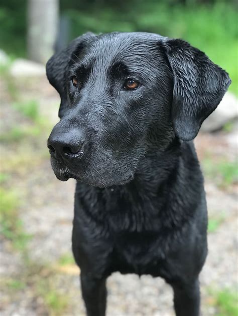 HD wallpaper: lab, black lab, dog, labrador, purebred, retriever, outdoor | Wallpaper Flare