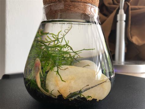 Self sustaining ecosystem (Terrarium), Gardening, Plants on Carousell