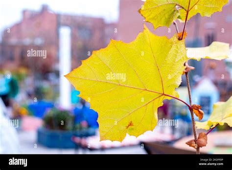 Downtown scenes from Asheville, North Carolina. Asheville is a scenic ...