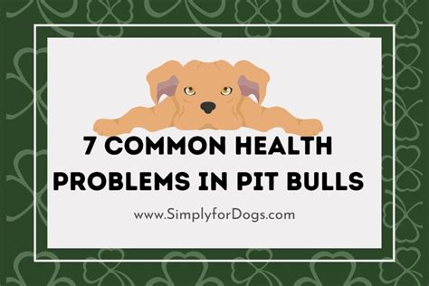 7 Common Health Problems in Pit Bulls (Care & Cure) - Simply For Dogs