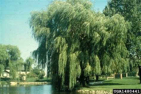 white willow, Salix alba (Salicales: Salicaceae) - 1480441