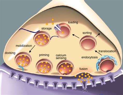 Figure 1, The synaptic vesicle cycle - WormBook - NCBI Bookshelf