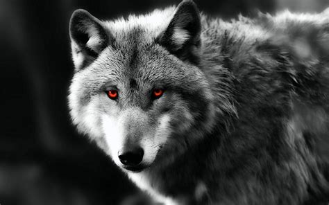 Wolf Red Eyes Wallpapers - Top Free Wolf Red Eyes Backgrounds ...