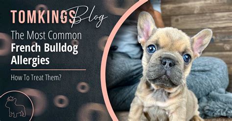 The Most Common French Bulldog Allergies: How To Treat Them - TomKings Kennel