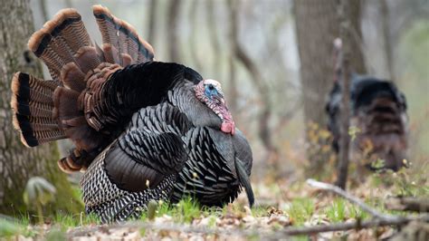 3 Places to Find Late-Season Turkeys | MeatEater Hunting