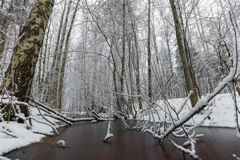 A Beautiful Snow-covered Winter Forest. Ice Lake and Forest Streams ...