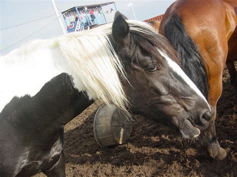 Black Tobiano Horse Stock 02 by xx-kitkatkitten-xx on deviantART