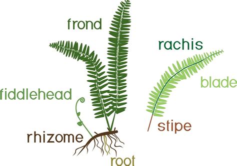 Rhizome Plants Examples