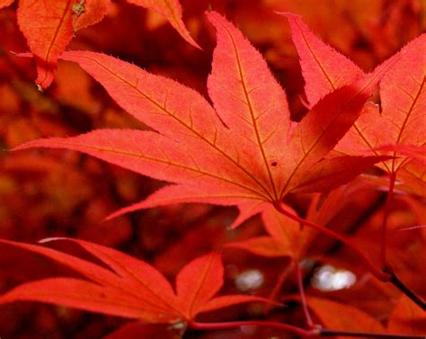 File:Maple leaves in October 2009.jpg - Wikimedia Commons