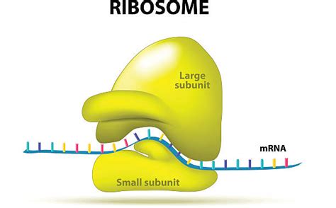 Ribosome Illustrations, Royalty-Free Vector Graphics & Clip Art - iStock