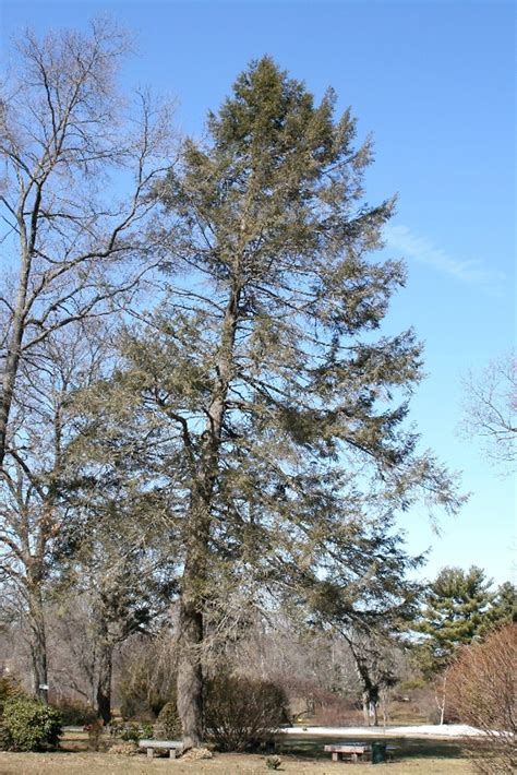 Tsuga canadensis (eastern hemlock): Go Botany