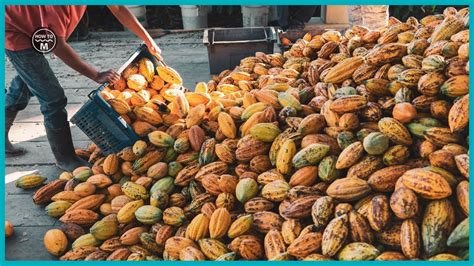 Cocoa Fruit Harvesting and Cocoa Bean Processing | Cocoa Bean ...