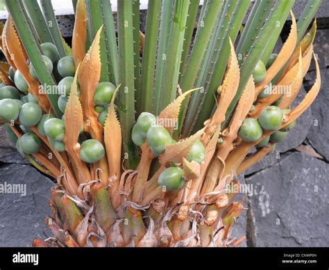 fern palm (Cycas circinalis), young seeds Stock Photo - Alamy