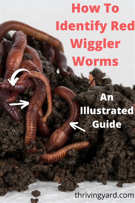 Earthworms Vs Red Wigglers For Composting