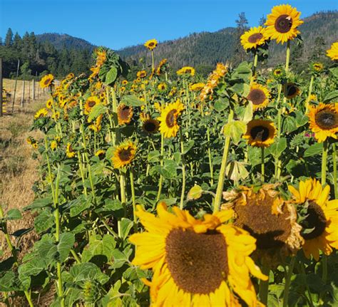 Soraya sunflower – Feral Farm