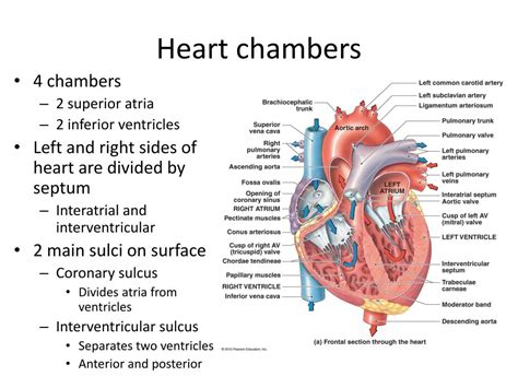 PPT - Chapter 18 – The Heart PowerPoint Presentation, free download ...