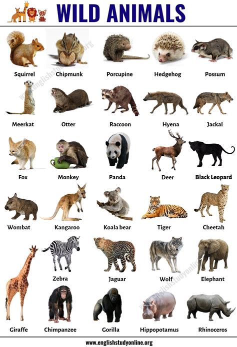 Wild Animals: List of 30+ Popular Names of Wild Animals in English - English Study Online