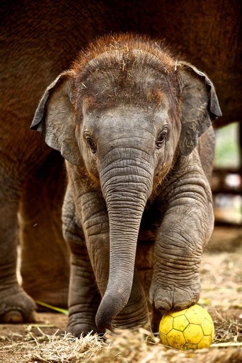 35+ Reasons Why Baby Elephants Are The Cutest Animals Ever Photo Elephant, Elephant D'asie ...