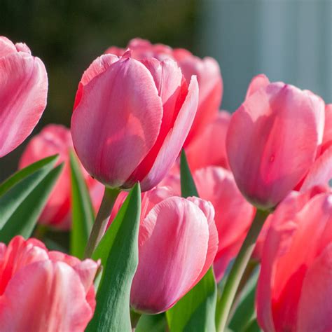 Best Pink Tulip Bulbs | Always Wholesale Pricing | Colorblends®