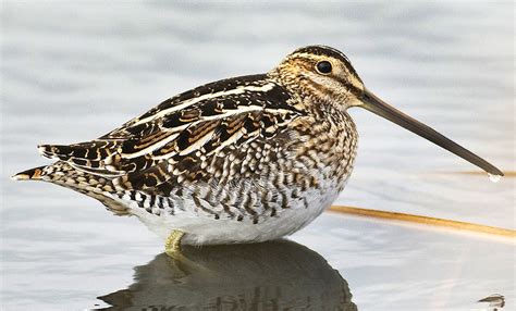 North Dakota's Shorebird Connection | North Dakota Game and Fish