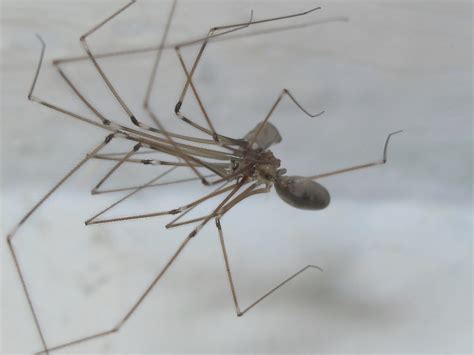 BugBlog: Pholcidae: cellar spiders