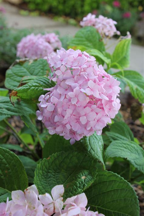 Endless Summer Pink Hydrangea in alkaline soil. (summer to fall)