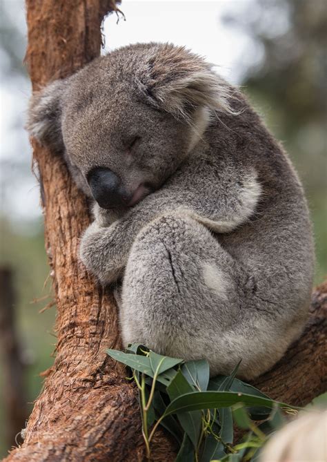 Pin by Chris ° ͜ʖ ͡° Danford☃ on Animaux | Cute animals, Cute baby animals, Koala