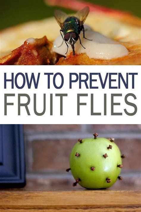 How to Prevent Fruit Flies - 101 Days of Organization | Get Rid of Fruit Flies in the House ...