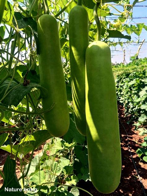 How to grow organic Bottle gourd | Growing Bottle gourd in pots