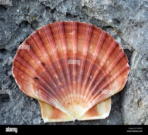 Scallop Shell Stock Photo - Alamy