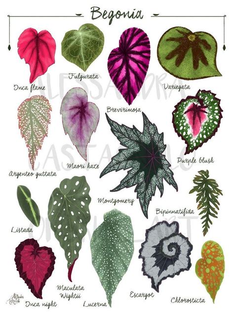 BEGONIA leaf species varieties illustration, leaves painting art print ...