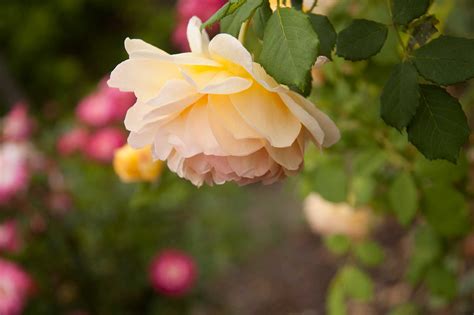 Transplanting Roses – P. Allen Smith