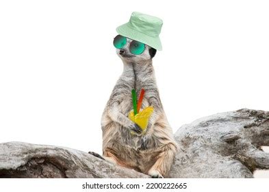 Funny Happy Meerkat Looks On Isolated Stock Photo 2200222665 | Shutterstock