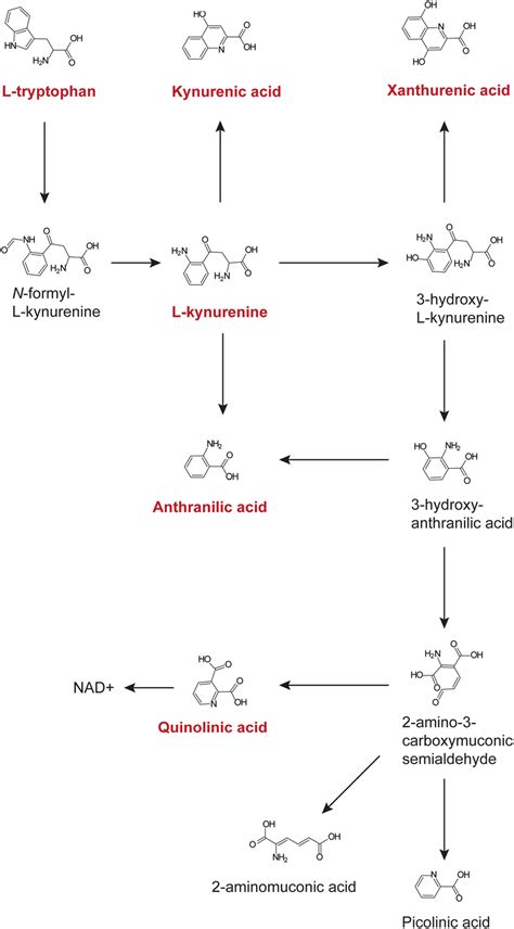 Kynurenine pathway. Tryptophan catabolism via indoleamine... | Download ...