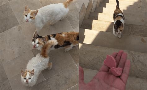 A Neighbour Of Three Vegan Cats Secretly Feeds Them Salami In Viral Video | Totally Vegan Buzz