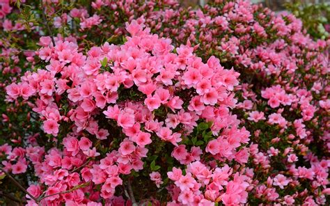 Download Flower Nature Azalea HD Wallpaper