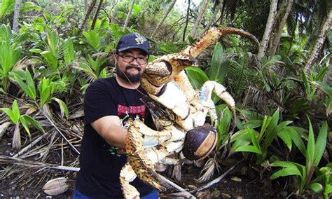 Giant Coconut Crab – Telegraph