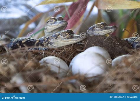 Newborn Alligator Near the Egg Laying in the Nest. Stock Image - Image of nature, lake: 119368767