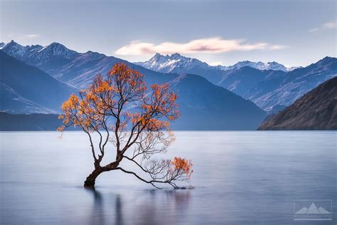 The Lake Wanaka Tree | Lake wanaka, Wanaka, New zealand landscape