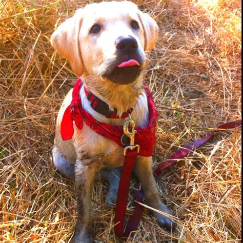 Duck, Goose Hunting Supplies and Retriever Training Gear | Marsh Mutt ...