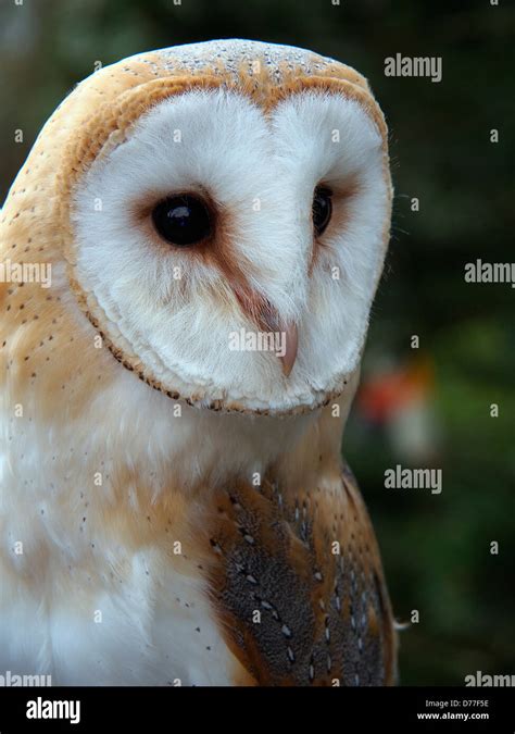 English barn owl portrait Stock Photo - Alamy