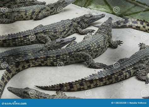 Crocodile Reproduction Stock Photo | CartoonDealer.com #55667928