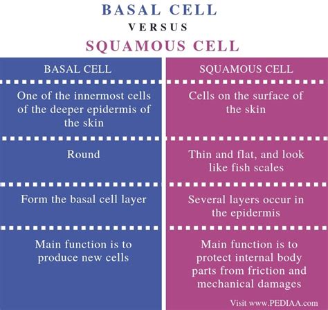 Difference Between Basal Cell Cancer And Squamous Cell Cancer - CancerWalls